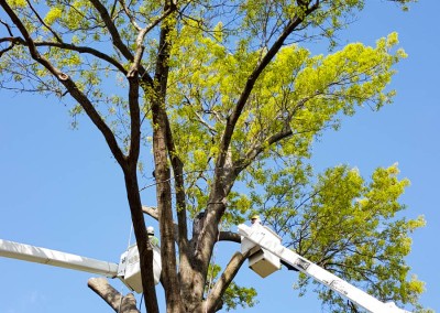 Branches Clearing