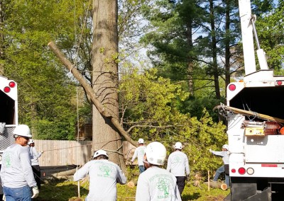 Ofilio Tree Service