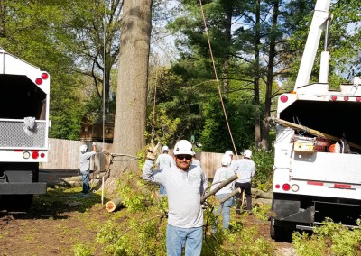 Ofilio Tree Service