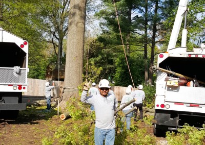 Ofilio Tree Service