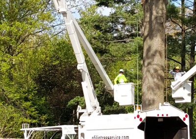 Ofilio Tree Service