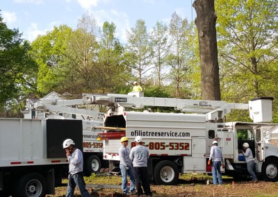 Ofilio Tree Service