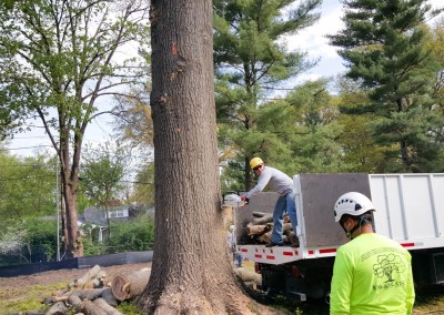 Tree Service