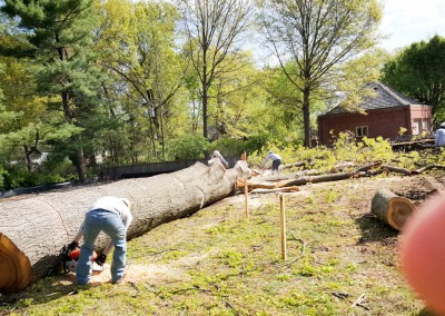 Cut Tree